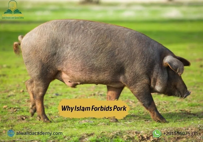 Why Islam Forbids Pork